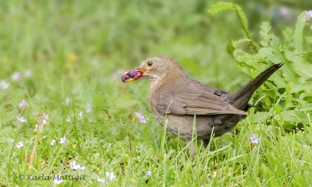 Kleine Amsel hat drei Beeren im Schnabel