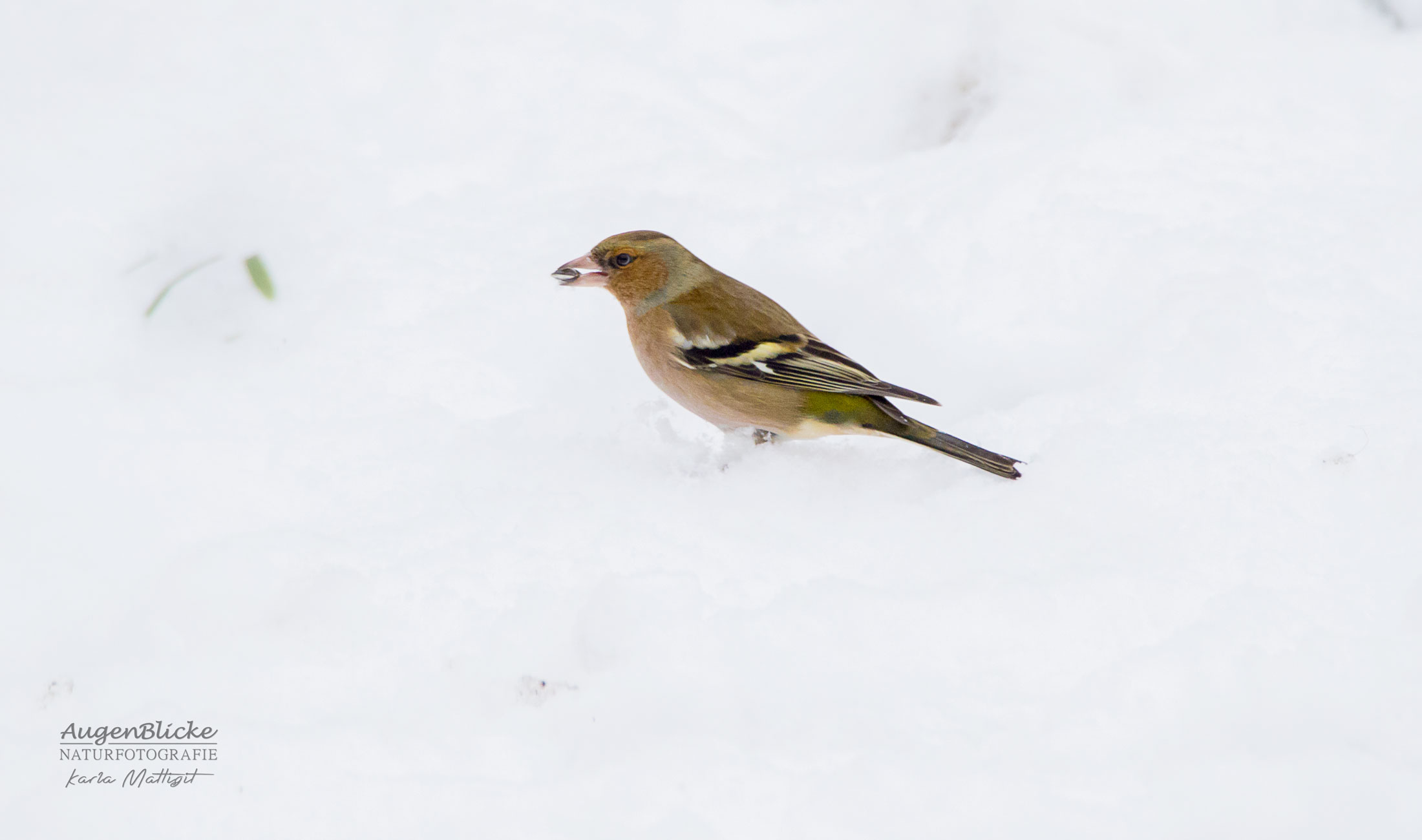 Buchfinkmännchen im Schnee