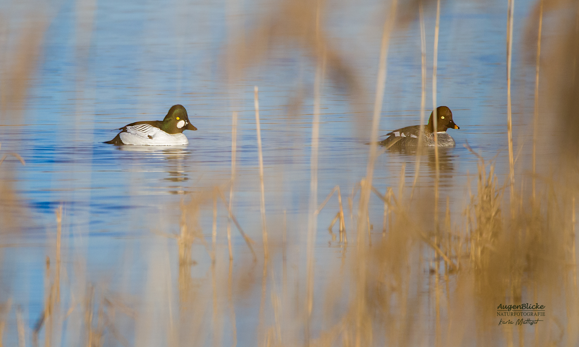 Schellenten schwimmen im kleinen See