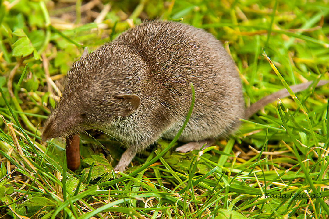 Gartenspitzmaus frisst Regenwurm