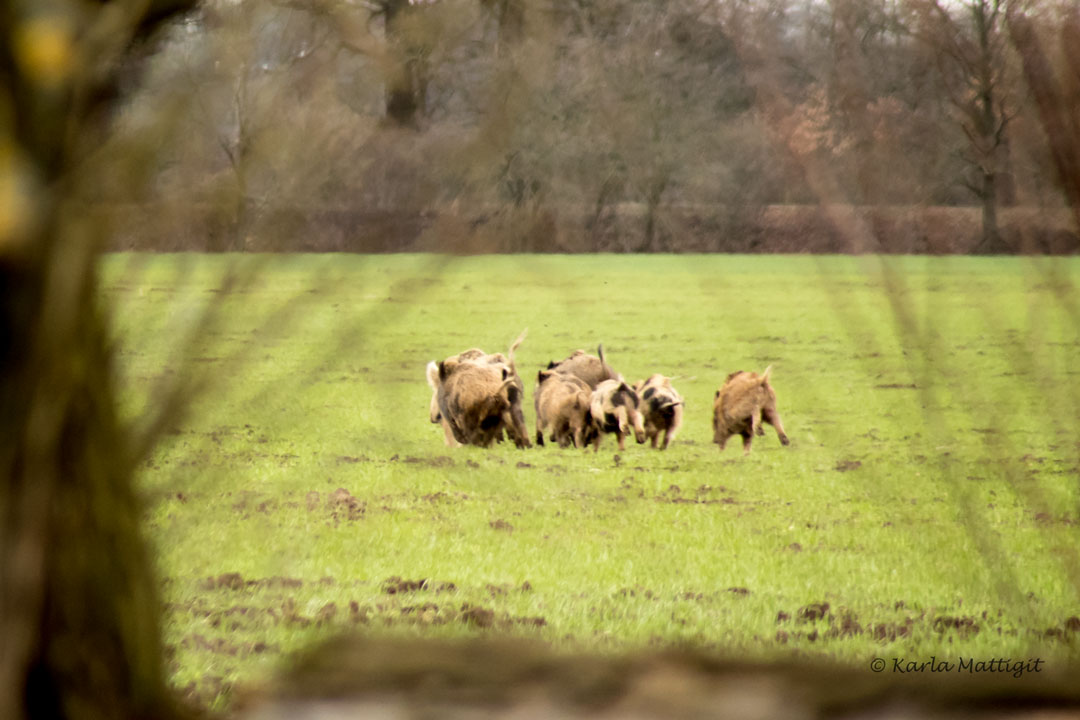 Rotte Wildschweine