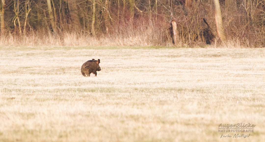 Ein Wildschwein auf der Flucht